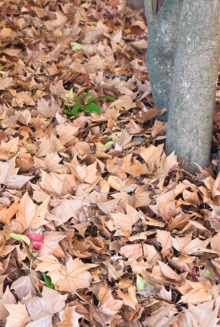 Leaf Removal | Overland Park, KS | Hassle Free Outdoor - leaf-removal-1